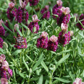 Lavandula stoechas 'Little Bee™ Deep Rose' 