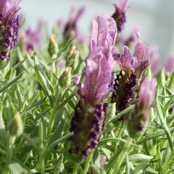Lavandula stoechas 'Little Bee™ Lilac' 