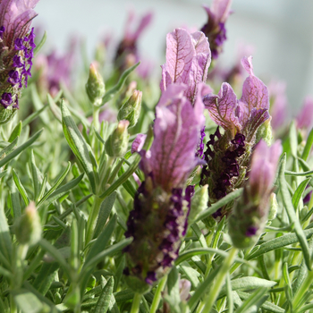 Lavandula stoechas 'Little Bee™ Lilac'