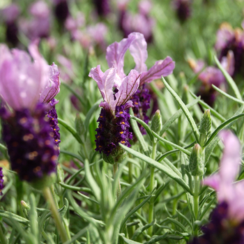 Lavandula stoechas 'Little Bee™ Purple' 