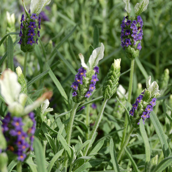 Lavandula stoechas 'Madrid Blue' 