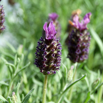 Lavandula stoechas 'Madrid Midnight'