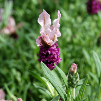 Lavandula stoechas 'Madrid Pink'