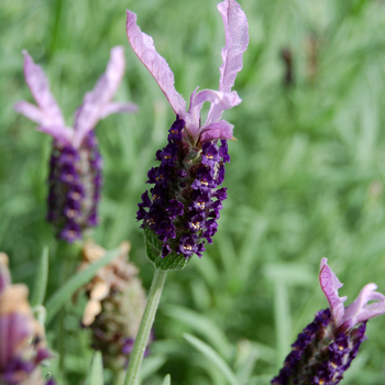 Lavandula stoechas 'Madrid Purple'