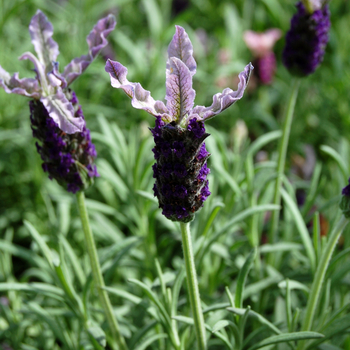 Lavandula stoechas 'Marshwood'