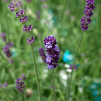 Lavandula angustifolia 'Munstead Dutch'