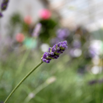 Lavandula angustifolia 'Munstead Hishtil's Strain' 