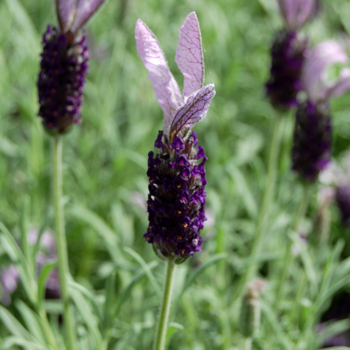 Lavandula stoechas 'Myr Leigh' 