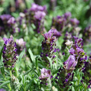 Lavandula stoechas 'Nina™ Purple' 16703