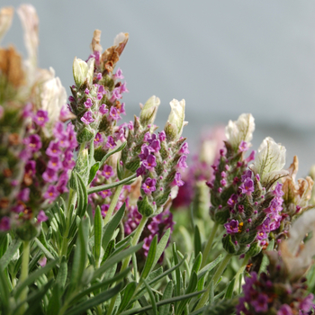 Lavandula stoechas 'Nina™ Rose' 16703