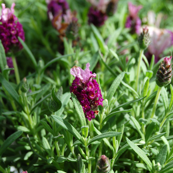 Lavandula angustifolia 'Ooh La Lavender Pink' 