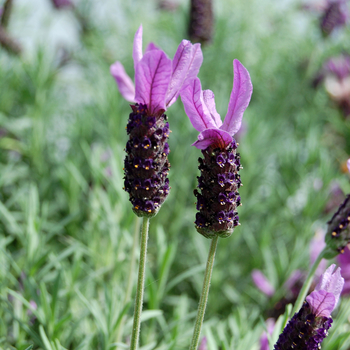 Lavandula stoechas 'Otto Quast' 