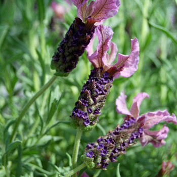 Lavandula stoechas 'Passionne' 15,208