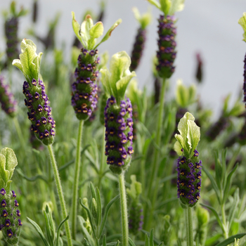 Lavandula stoechas 'Pat Leigh'