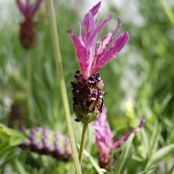 Lavandula pedunculata subsp. lusitanica