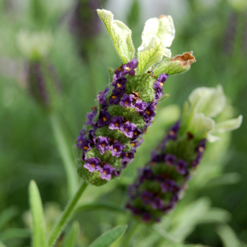 Lavandula stoechas 'Pretty Polly'