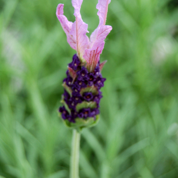 Lavandula stoechas 'Purple Ribbon' 