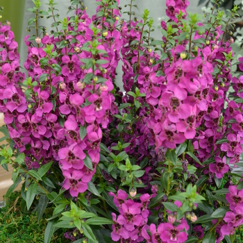 Angelonia angustifolia Angelmist™ 'Dark Rose'