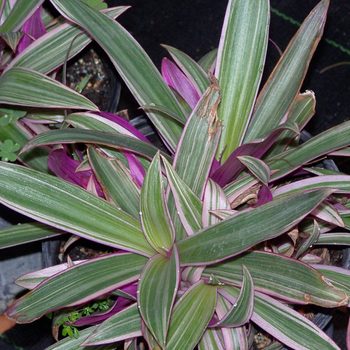 Tradescantia spathacea 