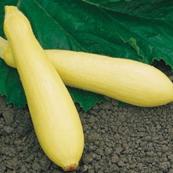 Cucurbita pepo 'Fortune' 