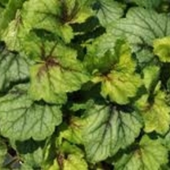 Heucherella 'Blue Ridge' PP22169