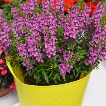 Angelonia angustifolia 'Angelina Dark Rose'