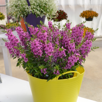 Angelonia angustifolia 'Angelina Dark Rose' 