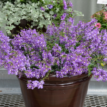 Angelonia angustifolia 'Spreading Blue' 