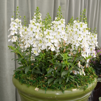Angelonia angustifolia Archangel™ '' (049099)