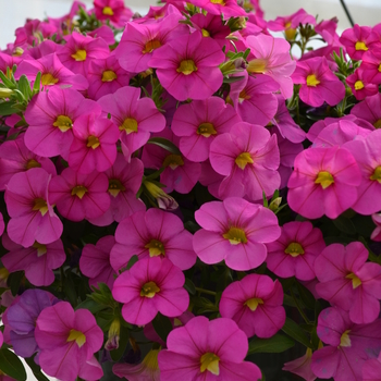 Calibrachoa 'Pink' 