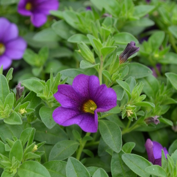 Calibrachoa 'Deep Blue' 