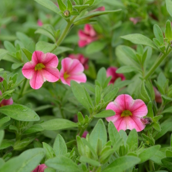 Calibrachoa 'Isabells Rose Star'