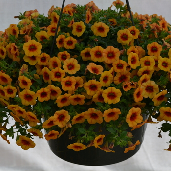 Calibrachoa MiniFamous® 'Apricot with Red Eye'