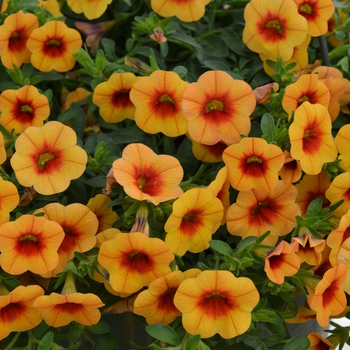 Calibrachoa 'Apricot with Red Eye' 