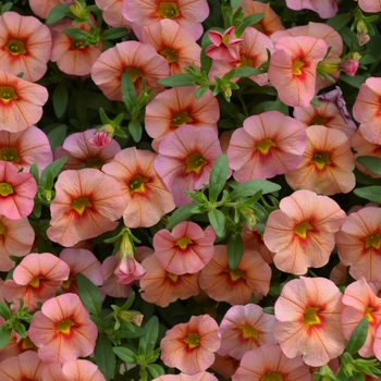 Calibrachoa 'Coral Pink' 