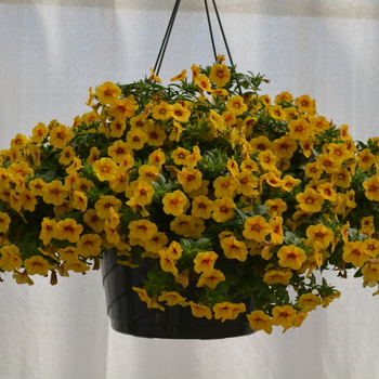 Calibrachoa 'Gold with Red Eye' 