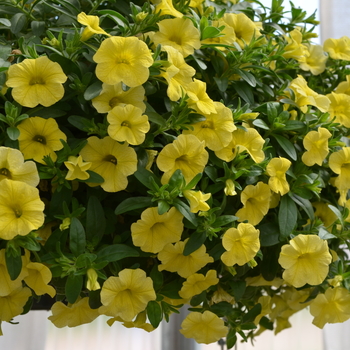 Calibrachoa 'Lemon' 