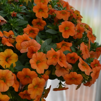 Calibrachoa MiniFamous® 'Orange' (049141)