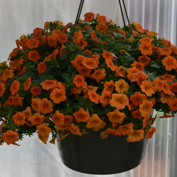 Calibrachoa MiniFamous® 'Orange' (049142)