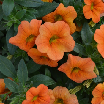 Calibrachoa 'Orange' 