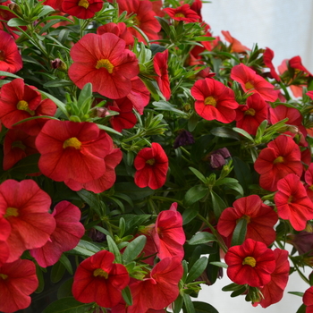 Calibrachoa 'Scarlet' 