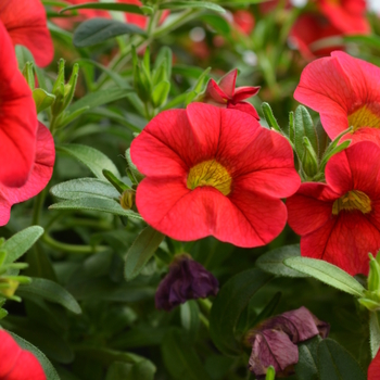 Calibrachoa MiniFamous® 'Scarlet' (049145)