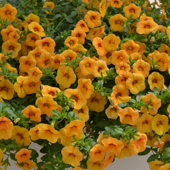 Calibrachoa 'Tangerine' 