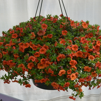 Calibrachoa 'Compact Orange' 