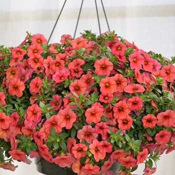 Calibrachoa 'Compact Watermelon' 