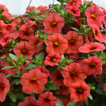 Calibrachoa MiniFamous® 'Compact Watermelon'