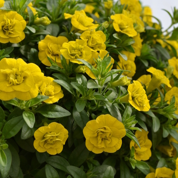 Calibrachoa 'Double Yellow' 