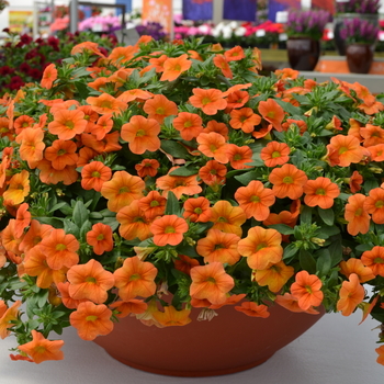 Calibrachoa 'Double Orange' 