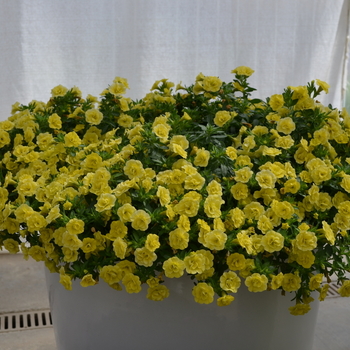 Calibrachoa MiniFamous® 'Double Lemon'