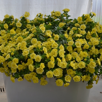 Calibrachoa 'Double Lemon' 